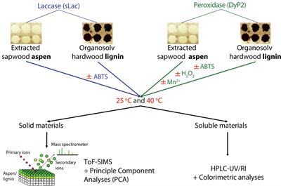 The Comparative Abilities of a Small Laccase and a Dye-Decoloring Peroxidase From the Same Bacterium to Transform Natural and Technical <mark class="highlighted">Lignins</mark>